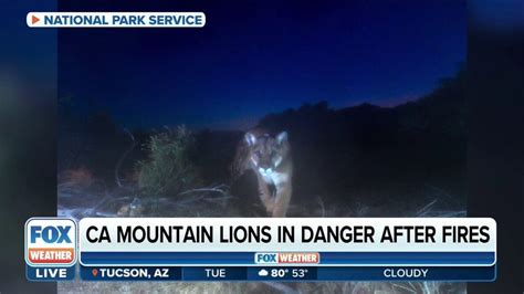 California Wildfires Spur Risky Behavior In Mountain Lions Latest