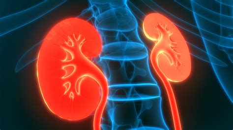 You may have no symptoms at first. What Are the Signs and Symptoms of Kidney Cancer? - Keep ...