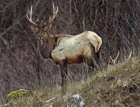 Elk Hunters Get Their Shot On Saturday The Columbian