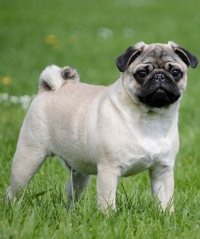 Many english bulldog owners agree that their dog is the sweetest and friendliest dog breed ever created. French Bulldog - Pug Mix: Pros and Cons of this Rare ...