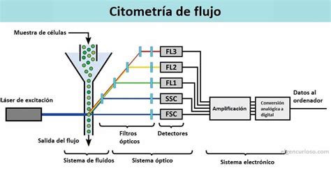 Citometría De Flujo Definición Principios Partes Pasos Tipos Y Usos