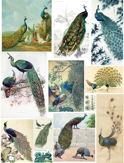 Peacocks Color Illustrations Vintage Scrapbook Images Printable