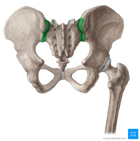 Sacroiliac Joint Anatomy Kenhub