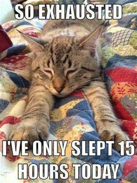 Grab Hold Of The Unbelievable Funny Animal Sleep Memes Hilarious Pets