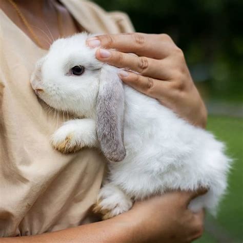 Conejos Toy Razas Y Características De Estas Cautivadoras Mascotas