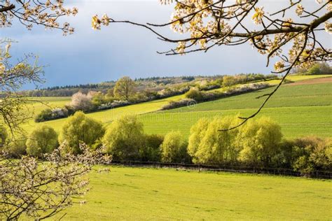 Spring Countryside With Green Fields And Flowering Cherry Trees Stock