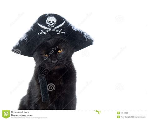 Black Cat With Pirate Hat For Halloween Stock Photos
