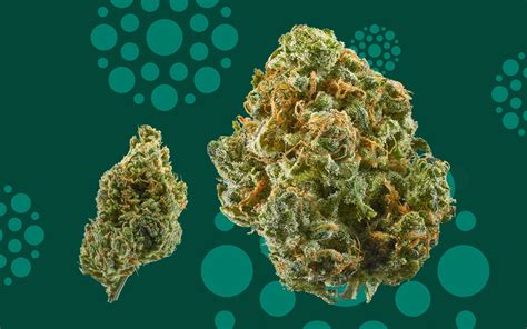 The 5 Most Flavorful Cbd Strains Leafly