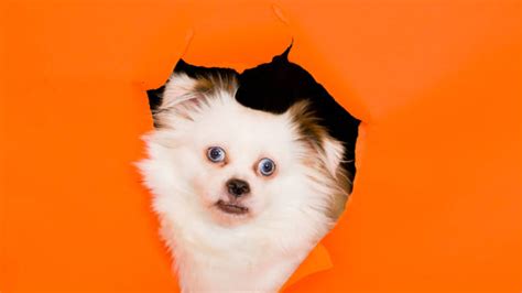 Shocked Dog Stock Photos Pictures And Royalty Free Images Istock