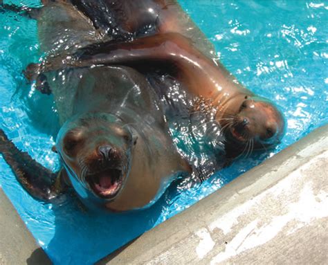 Meet The Patients Marine Mammal Rescue And Rehabilitation Pacific Marine Mammal Center Meet
