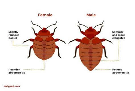 Bed Bugs Guide 2022 Everything You Need To Know About Bed Bugs Premo