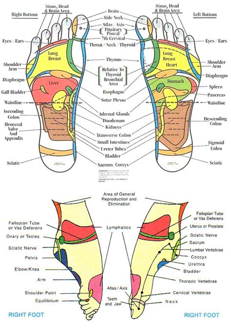 Reflexology Chart Head To Feet Reflexology Foot Chart Health Reflexology Foot