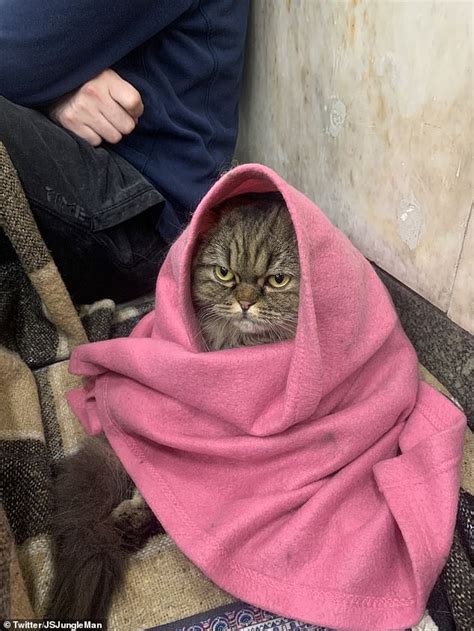 Furious Looking Feline Goes Viral After Its Pictured In Kyiv Bomb