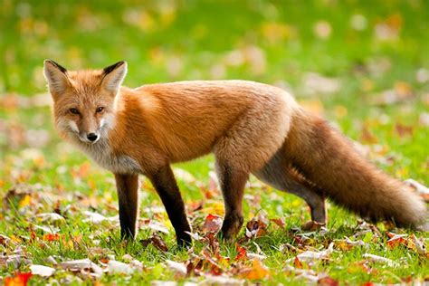 Fascinating Facts And Information About Fox For Kids