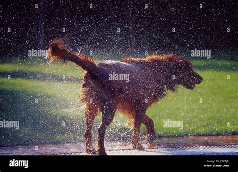 Wet Dog Shaking Off Water Stock Photo Alamy