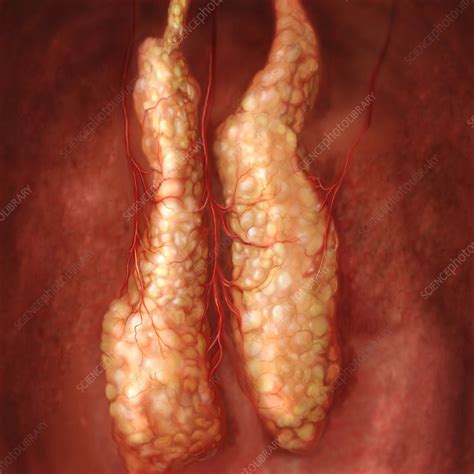 Thymus Gland Stock Image P7500122 Science Photo Library