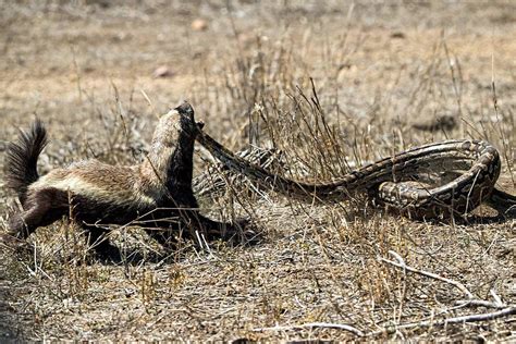 Honey Badger Picked A Fight With A Python And Won Rnatureismetal