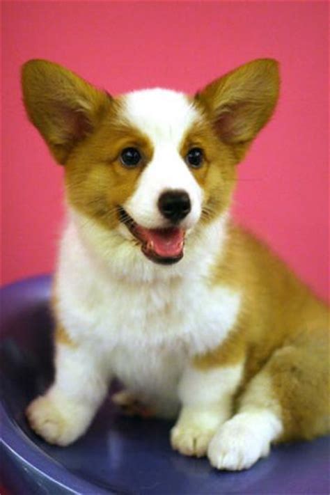 Corgi Puppy Pictures Puppy Pictures And Information