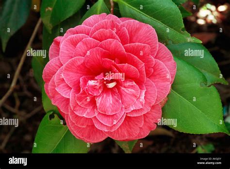 Camellia Japonica Mathotiana Stock Photo Alamy