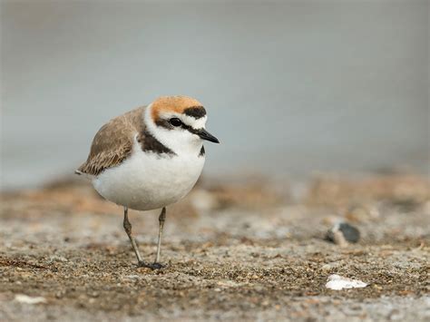 Grey Plover Bird Facts Pluvialis Squatarola Bird Fact