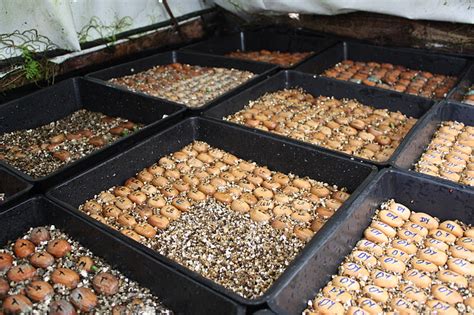 Tropical Farms Nursery Germinating Cycad Seeds And Seedlings In Hotbed