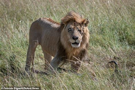 Scarface marsh lion africa stock photo. 'Real-life Scar' the lion spotted in Kenya's Maasai Mara ...