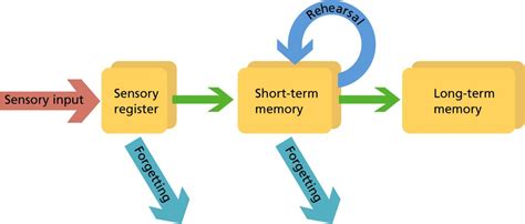 How To Improve Short Term Memory Short Term Memory Loss Memory Loss