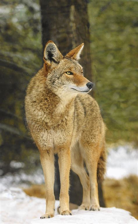 Experts Offer Advice On Living Near Coyotes Lake Forester