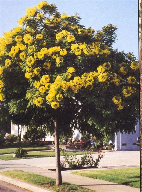 Our 5 best flowering trees for southern california. cassia tree - Cara want | Flowering trees, Trees to plant ...