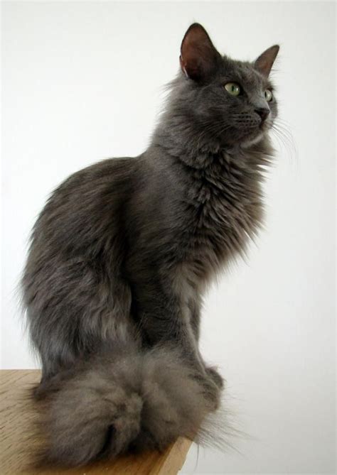 Jasmin The Grey Angora Cats Pretty Cats Turkish Angora Cat