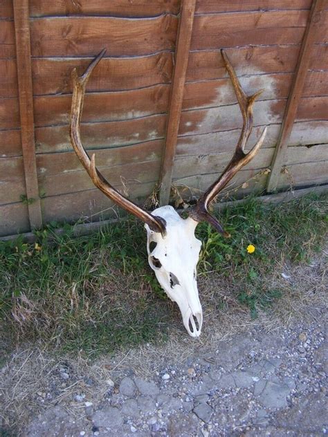 Pair Of Vintage Taxidermy Red Fallow Sika Deer Stag Antlers Skull Hunting Trophy In Hitchin