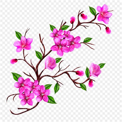 Cherry Blossom Branch Clipart Transparent PNG Hd Hand Drawn Branch Of