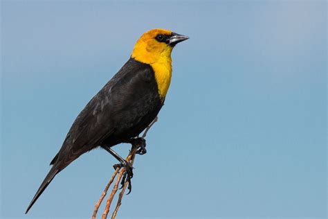 Check spelling or type a new query. Pin on Yellow-Headed Blackbird - Bird of the Day - Wild ...