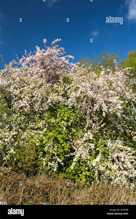 A Crab Apple Tree Malus Sylvestris In Blossom In The Yorkshire Dales