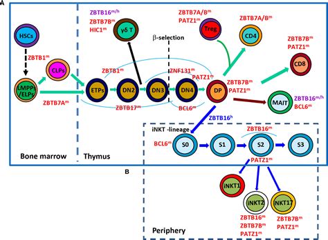 Frontiers Zbtb Transcription Factors Key Regulators Of The Development Differentiation And