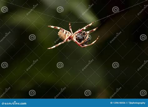 Single Spider Hanging From A Web Close Up Stock Photo Image Of
