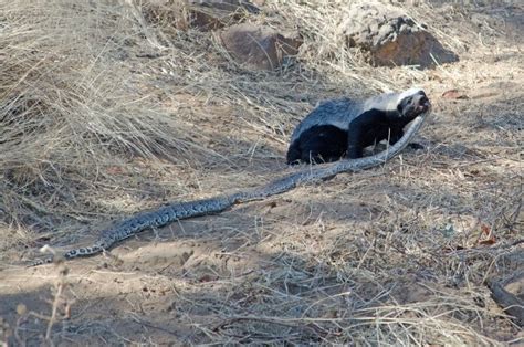 Fearless Honey Badger Takes On A Python And Emerges Victorious