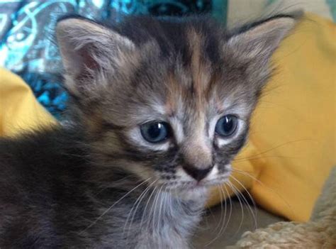 Meet Purrmanently Sad Cat The Adorable Kitten Who Just