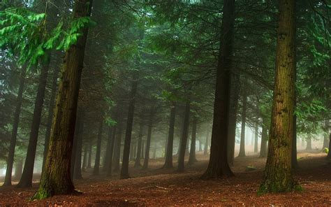 Nature Landscape Mist Forest Trees Morning Green Wallpapers Hd