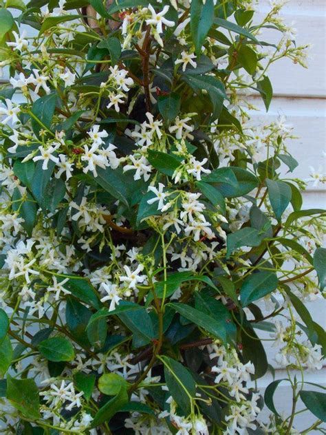Fragrant Evergreen Star Jasmin Trachelospermum Jasminoides 150cm