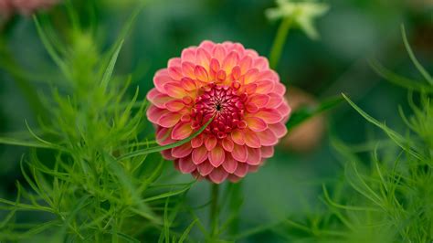 Nature Dahlia 4k Ultra Hd Wallpaper