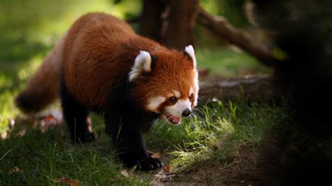 Daily Wallpaper Red Panda I Like To Waste My Time