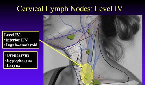 Diagram Lymph Node Locations Neck Diagram Media