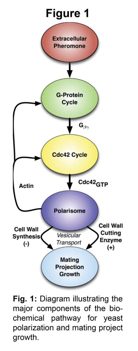 Spatial Stochastic Simulation of Cellular Polarization in ...