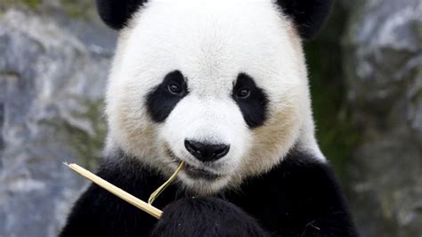 Wild Pandas In China Turn Carnivorous Fight For Meat The Hindu