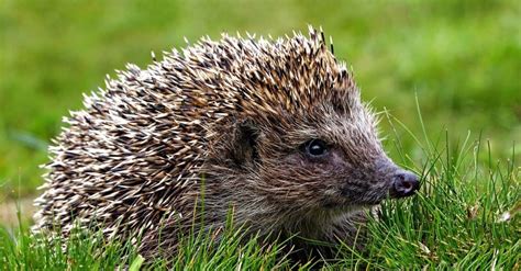 Hedgehog Animal Facts A Z Animals