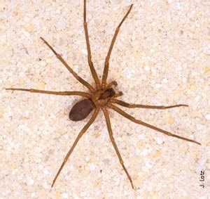 Most spiders in the united states are harmless, unless you have some type of allergic reaction to their bite, but the brown recluse and black widow spiders are exceptions. Venomous Spiders in Florida - Florida Department of ...