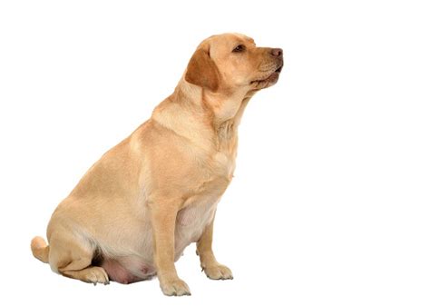 Signs Of Pregnancy In Dogs How Do You Know If Your Dog Is Pregnant