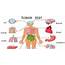 Organs In Human Body  QS Study