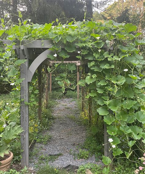 How To Grow Bottle Gourds Finegardening